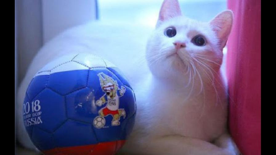 Achille, el gato pronosticador del Mundial 2018