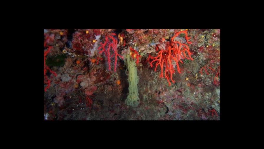 Entidades defienden la protección coral rojo