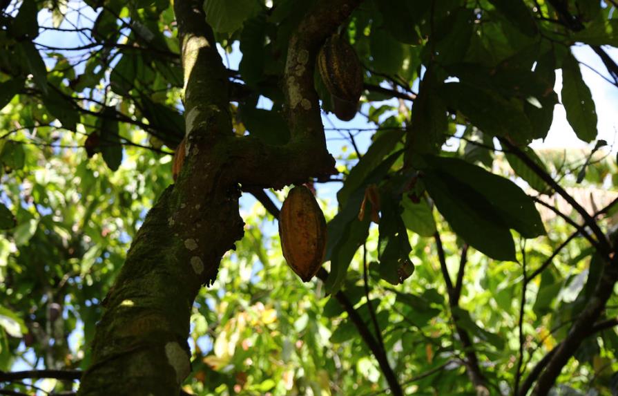 Danilo Medina promete apoyar producción de cacao, plátano y ñame