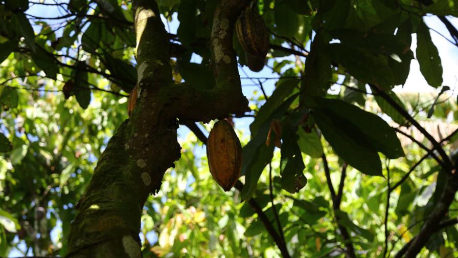 Danilo Medina promete apoyar producción de cacao, plátano y ñame Danilo Medina promete apoyar producción de cacao, plátano y ñame