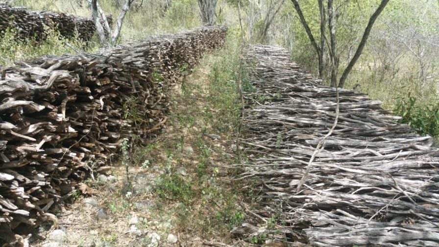 Incautan miles de troncos de guaconejo en Reserva de la Biosfera Incautan miles de troncos de guaconejo en Reserva de la Biosfera