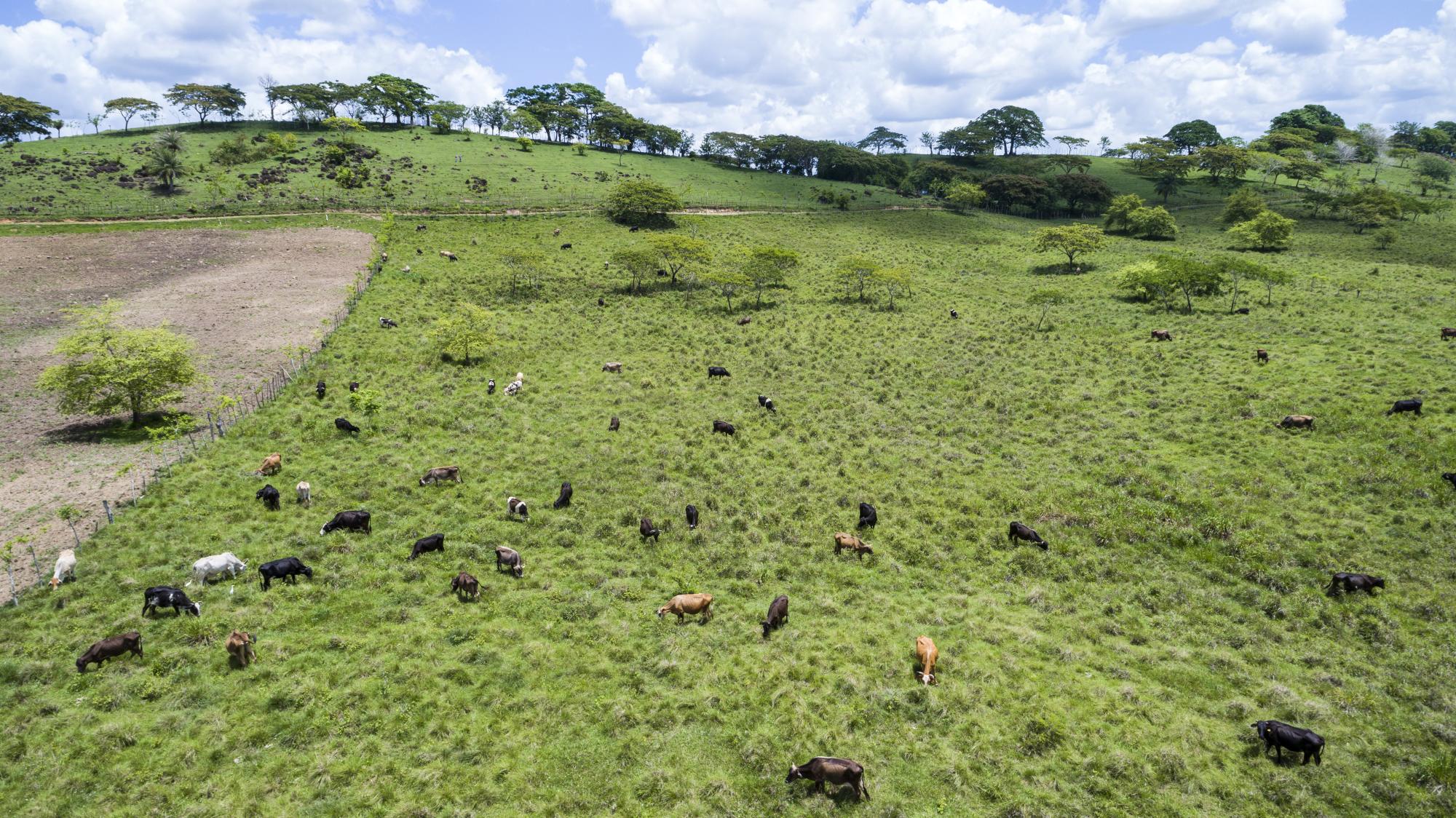 La ganadería en Hato Mayo se realiza de forma extensiva, con hasta 15 tareas por cada cabeza de ganado.