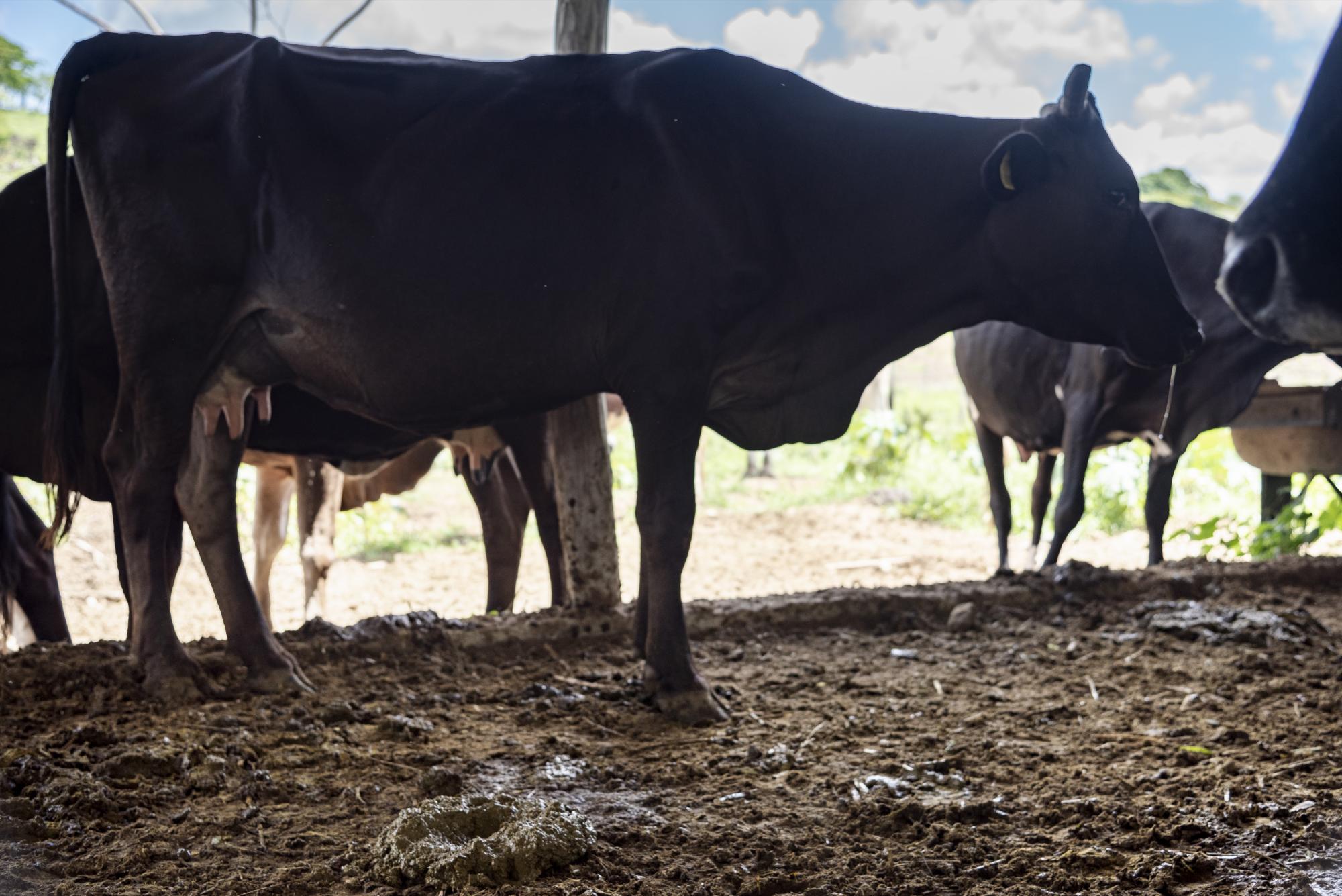 Ganaderos carecen de mecanismos para manejo del estiércol.