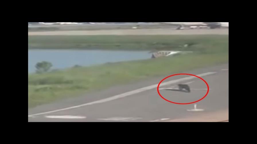 Caimán hace detener avión que acababa de aterrizar en aeropuerto de Orlando