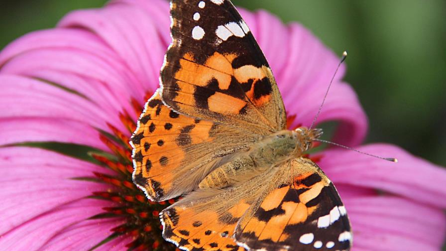Descubren que un tipo de mariposa hace la misma ruta que aves migratorias