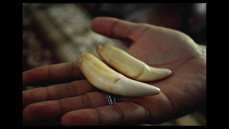 El tráfico ilegal de colmillos amenaza al mayor felino de Bolivia, el jaguar 