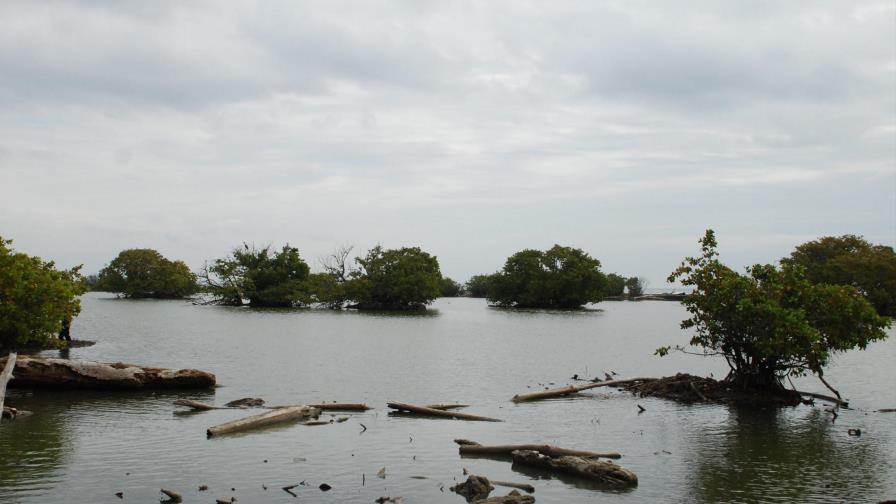 Manglares, claves contra inundaciones