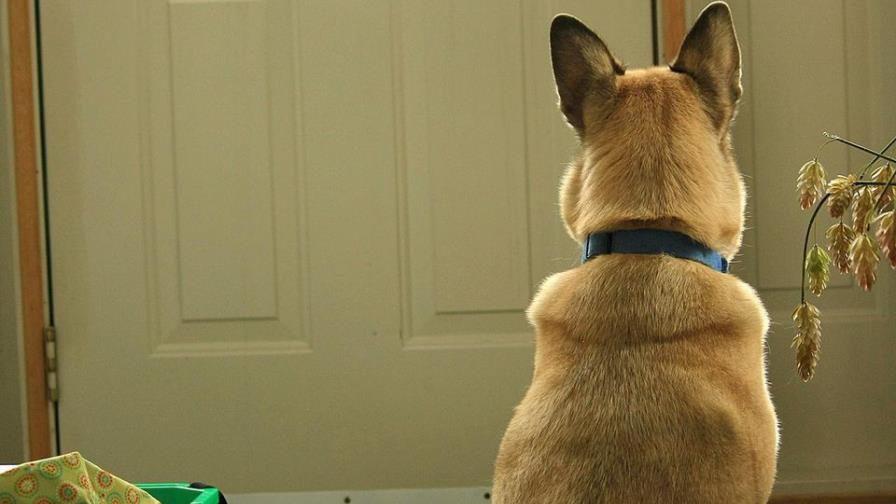 ¿Cuánto tiempo puedo dejar solo a un perro?