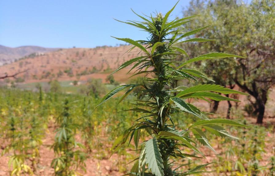 El cannabis destruye el ecosistema vital del Rif marroquí 