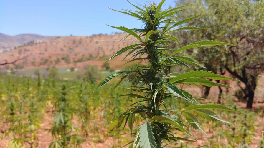 El cannabis destruye el ecosistema vital del Rif marroquí El cannabis destruye el ecosistema vital del Rif marroquí