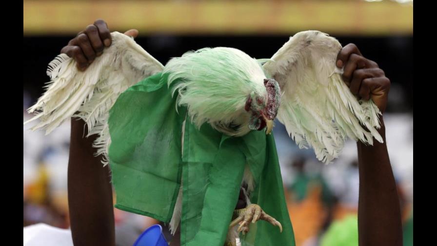 Rusia prohíbe a hinchas llevar gallinas vivas a estadios del Mundial 