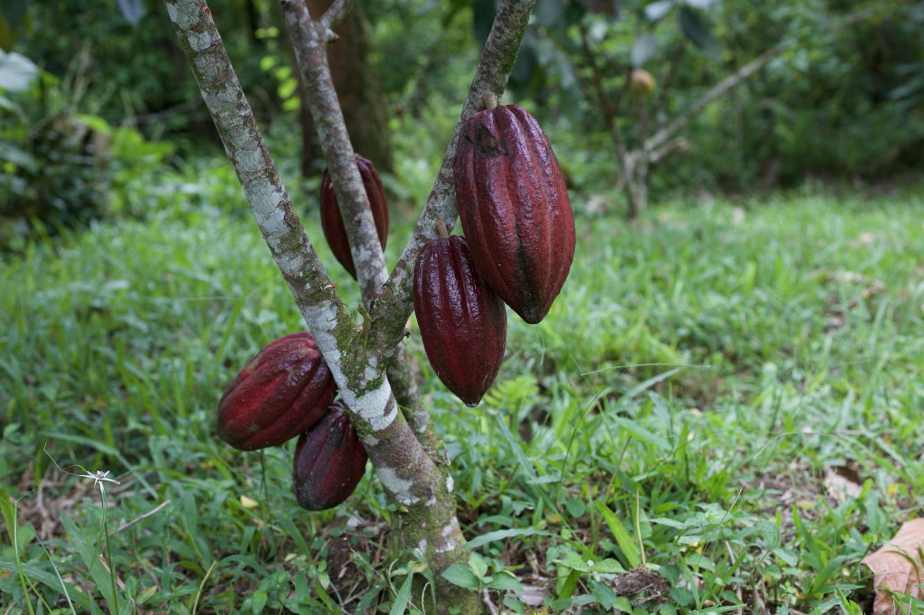 Cacao tipo ML, de la Reserva Privada El Zorzal.