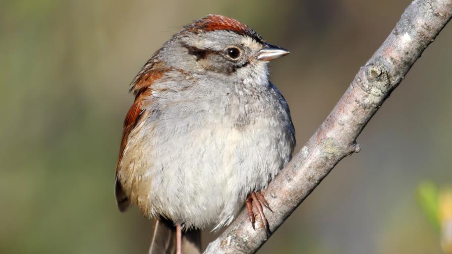 Gorriones americanos llevan más de 1.000 años cantando las mismas canciones Gorriones americanos llevan más de 1.000 años cantando las mismas canciones