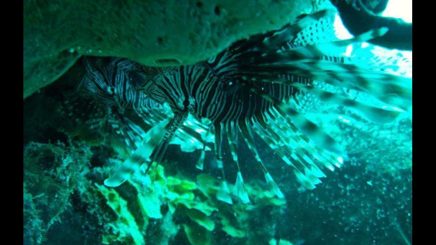 Estudio descarta que la dieta del pez león ponga en riesgo a otras especies 