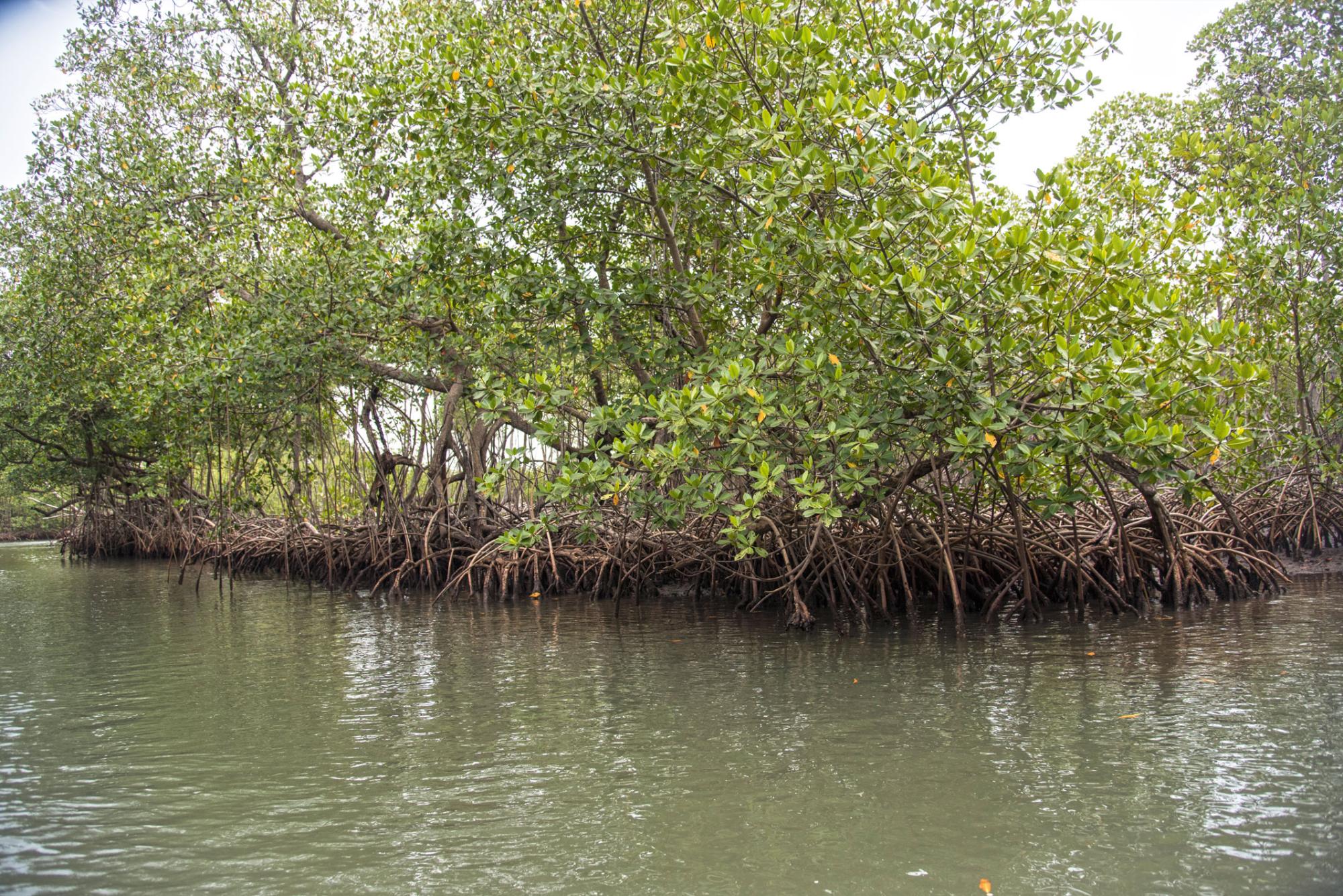 Manglares de Los Haitises.
