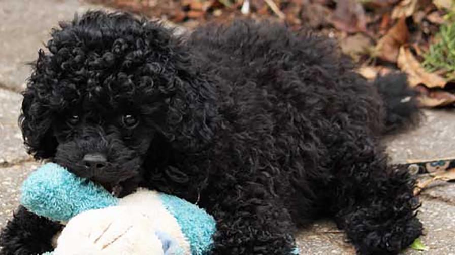 ¿Por qué los perros sacuden los juguetes? ¿Por qué los perros sacuden los juguetes?