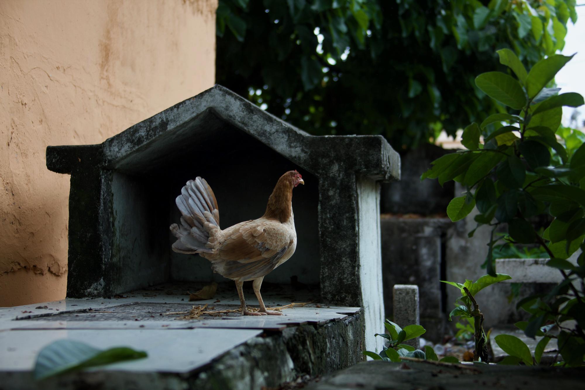 La comunidad se queja del abandono en el que se encuentra el cementerio.