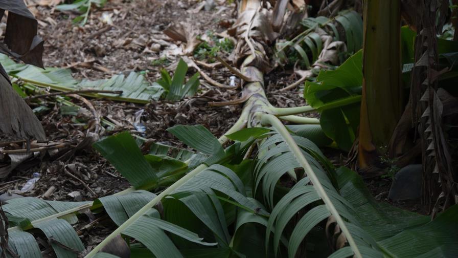 Evalúan daños ocasionados por ventarrón en Santiago Evalúan daños ocasionados por ventarrón en Santiago