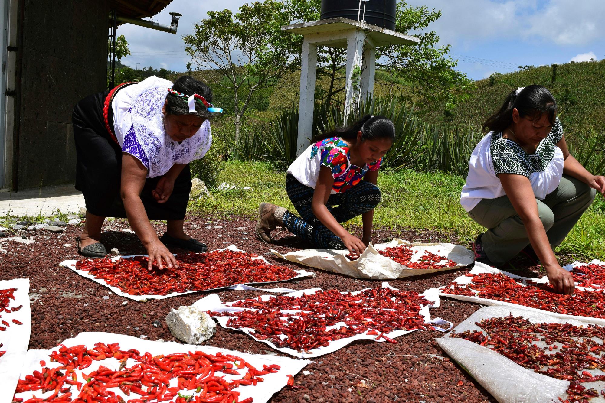 Secando chiles 