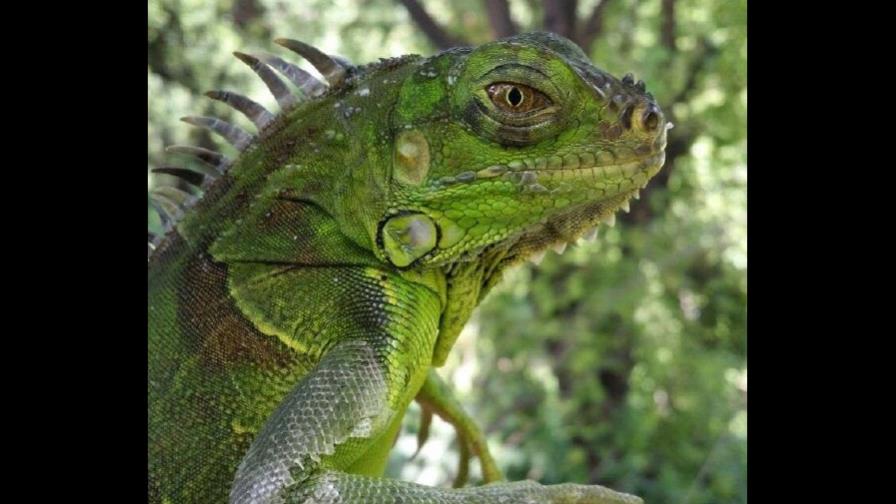 Advierten sobre peligros de la iguana verde comercializada como mascota