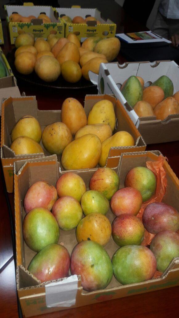 República Dominicana tiene capacidad para exportar US$100 millones en mangos
República Dominicana con meta de alcanzar los US$100 millones en exportación de mangos 