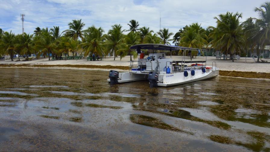 FOTOS: Sargazo llena playas de la Saona