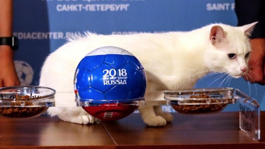 El gato Aquiles cometió el primer error de Rusia 2018