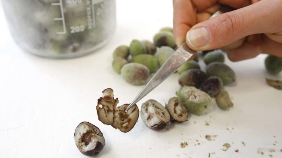 Crean un método que detecta desde el aire la bacteria que devasta el olivar 