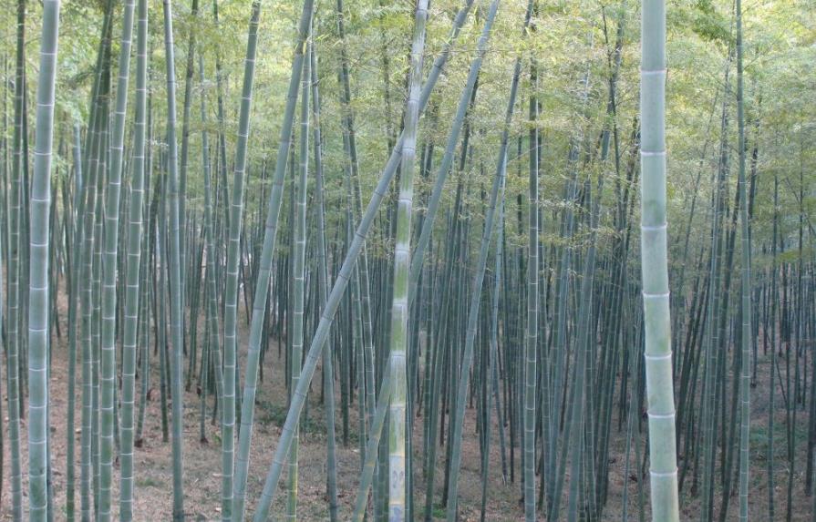 El papel del ratán y el bambú a debate en un congreso internacional en Pekín 