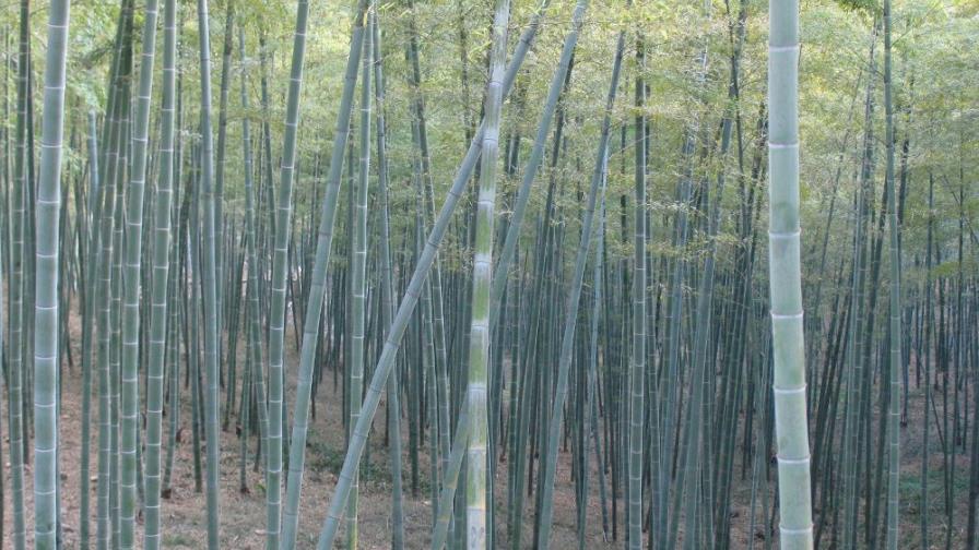 El papel del ratán y el bambú a debate en un congreso internacional en Pekín 