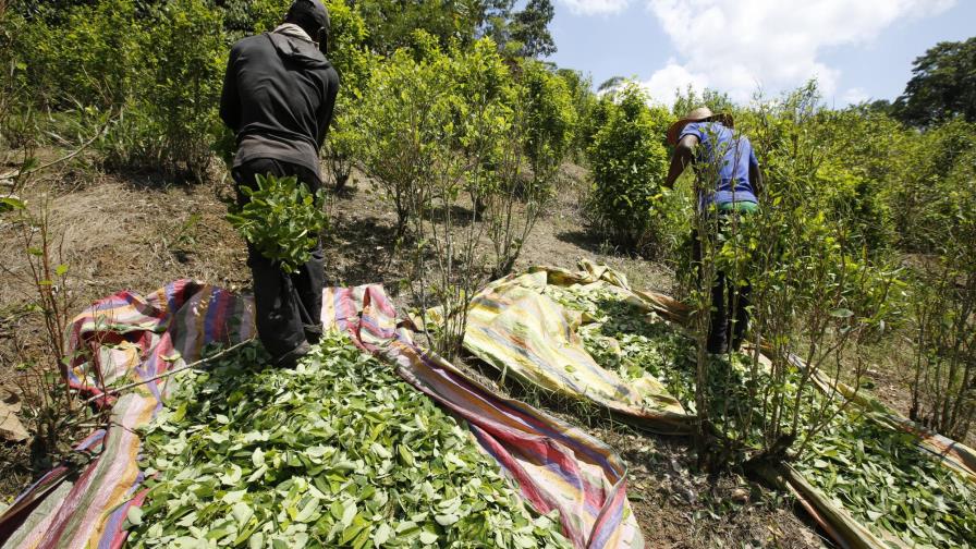 Colombia usará drones para rociar herbicida a campos de coca Colombia usará drones para rociar herbicida a campos de coca