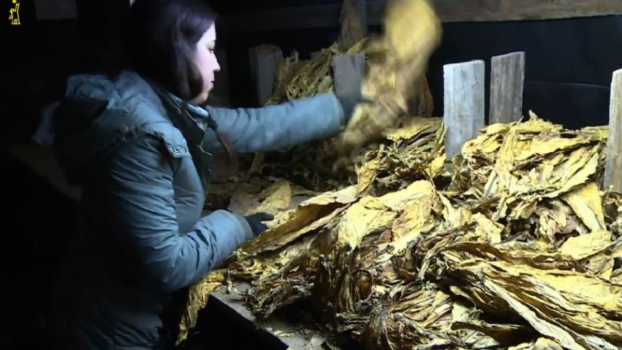 Un protocolo sobre comercio ilícito de tabaco entrará en vigor en septiembre Un protocolo sobre comercio ilícito de tabaco entrará en vigor en septiembre