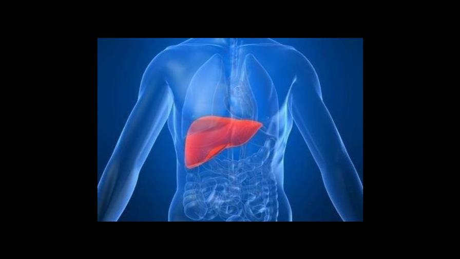 Generan un hígado similar al humano a partir de células madre