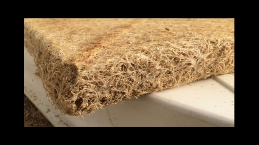 Crean material de construcción sustentable a partir de raíces Crean material de construcción sustentable a partir de raíces