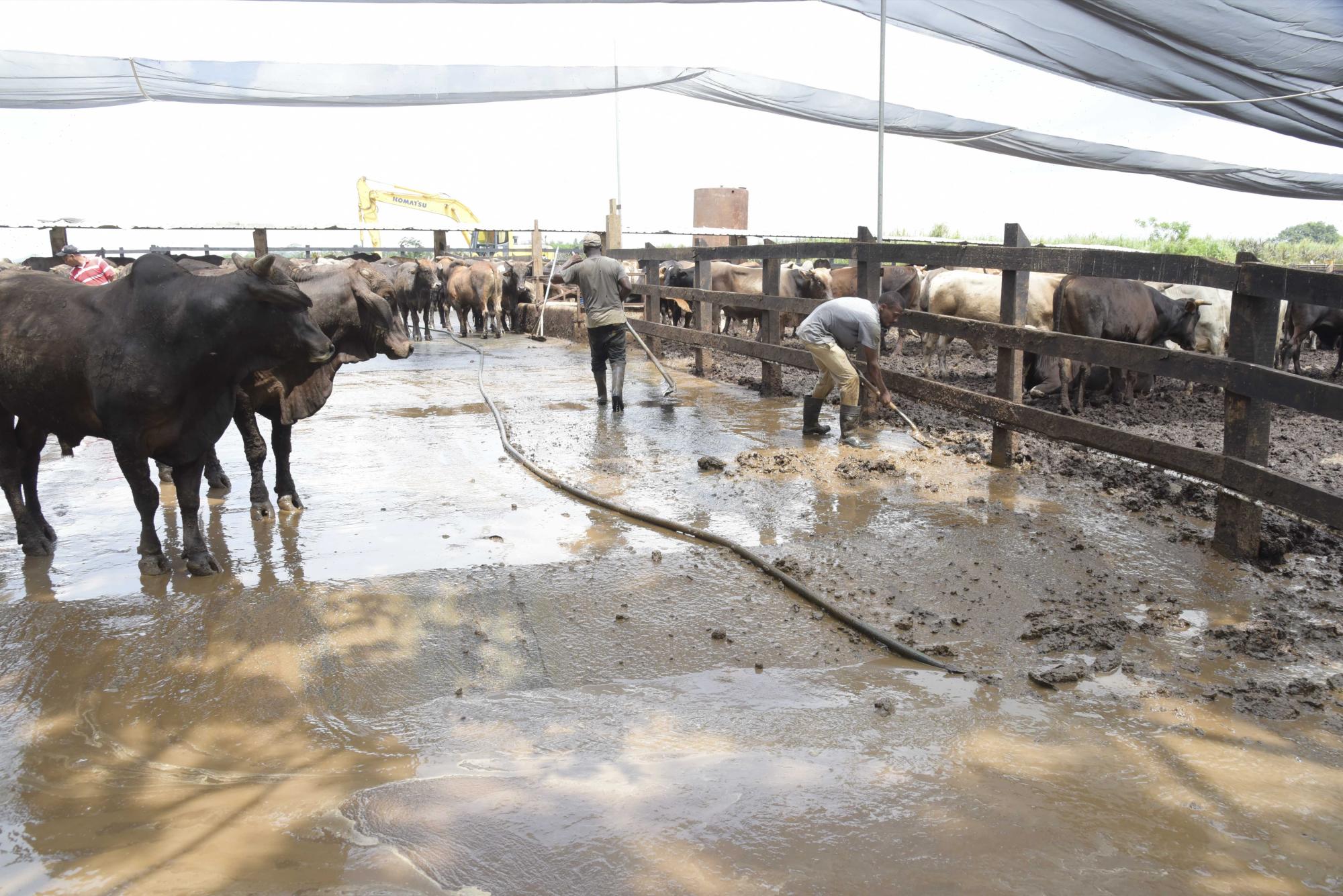 Obreros recogen estiércol del ganado para llevarlo, vía subterránea, al biodigestor.