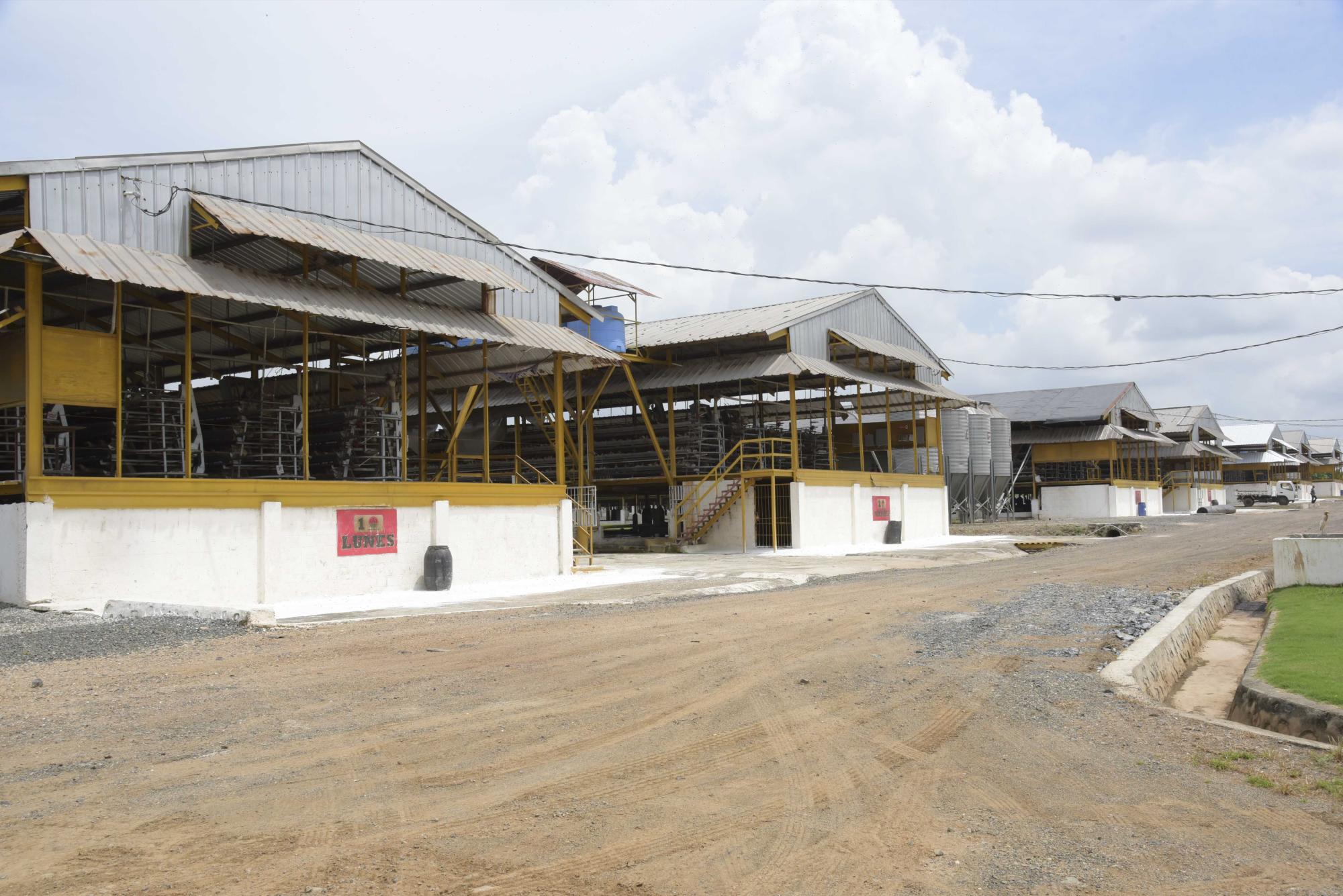 Imagen de las granjas con gallinas ponedoras, en Guanuma.