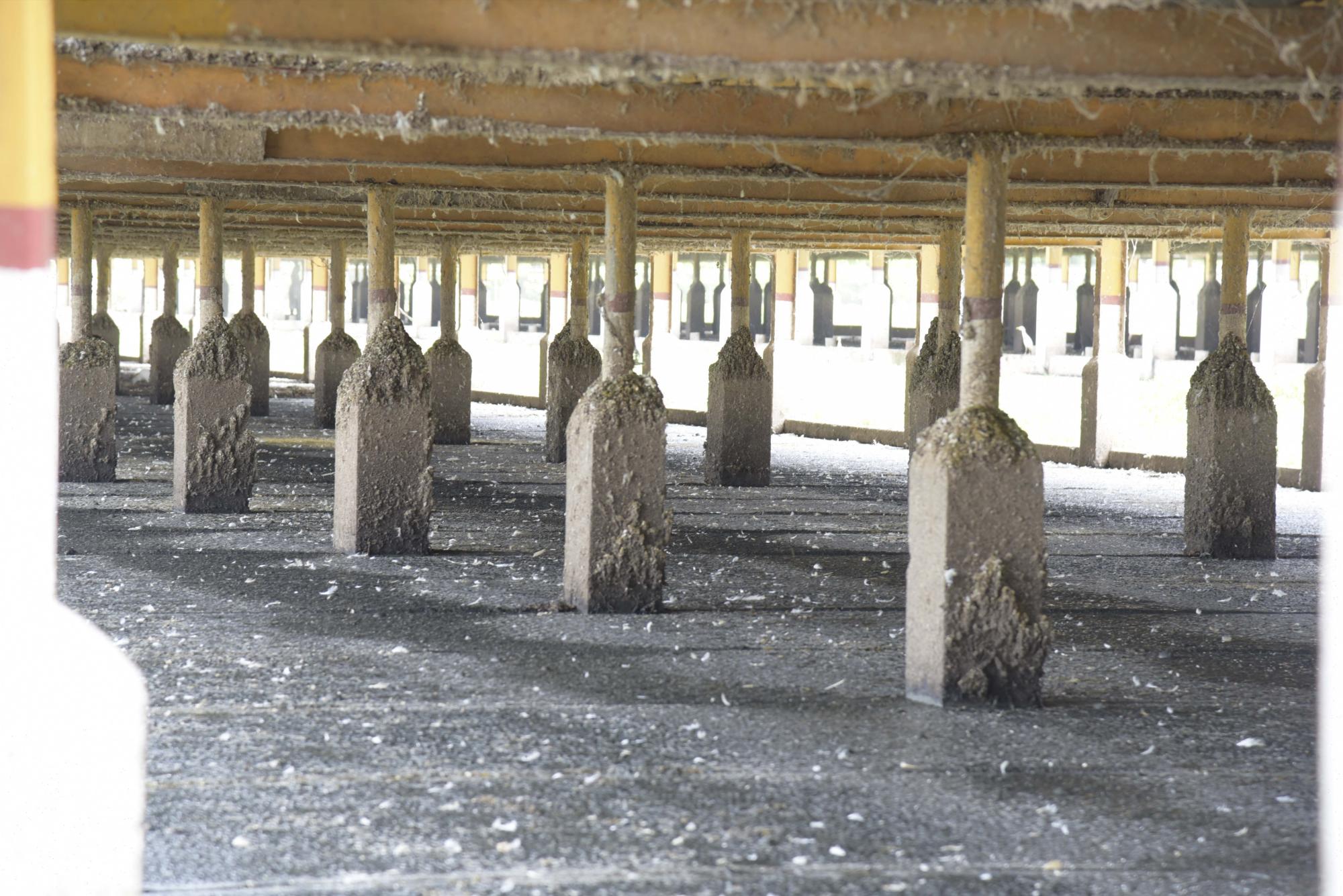 Sistema de recolección de estiércol de las gallinas, justo debajo de la granja. 