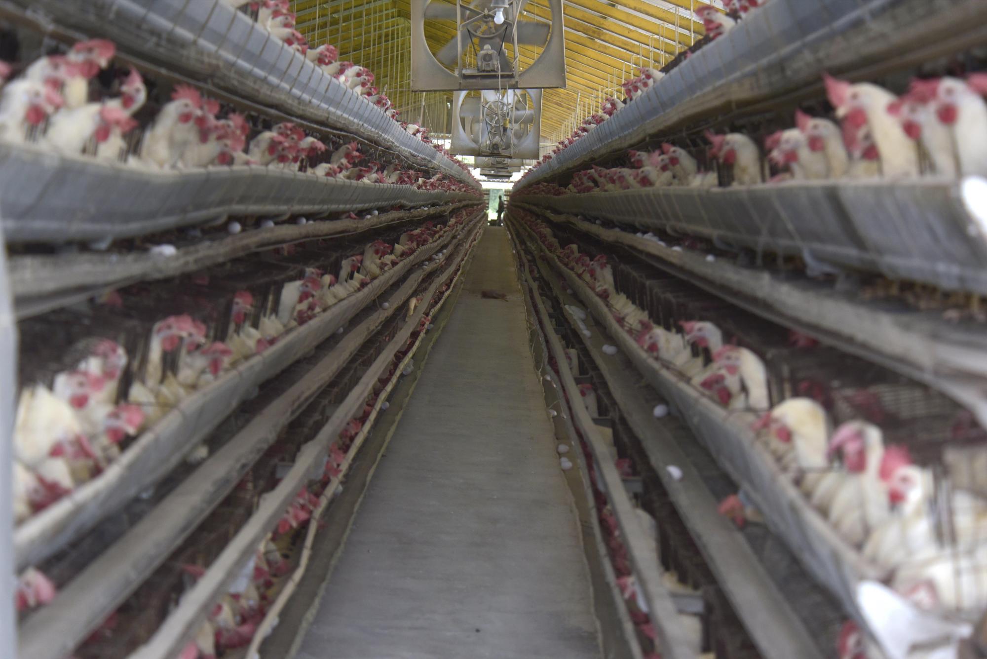 Unas 350 mil gallinas forman la granja de Guanuma.