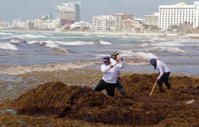Playas del sur de México buscan proteger su turismo ante gran arribo de algas