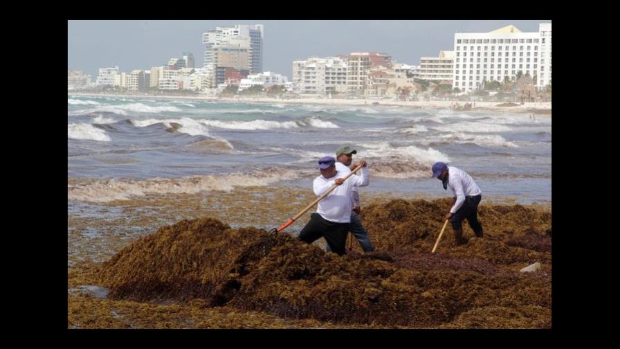 Playas del sur de México buscan proteger su turismo ante gran arribo de algas
