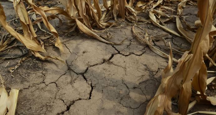 La falta de agua y financiamiento, entre principales problemas del sector agrícola en San Juan de la Maguana 