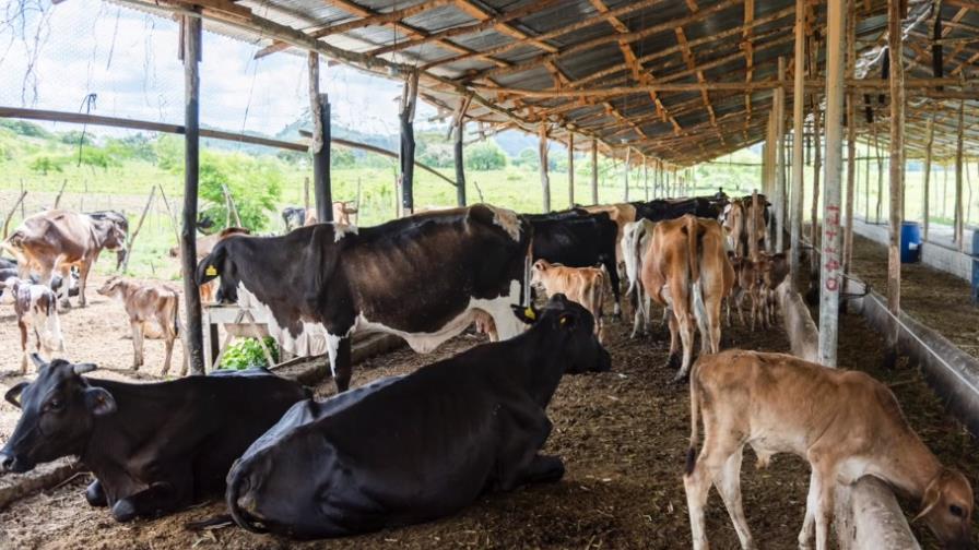 Ganaderos pierden más de RD$30 MM por sequía SJM Ganaderos pierden más de RD$30 MM por sequía SJM