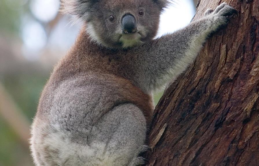 Logran secuenciar el genoma del koala, un paso enorme para preservarlo