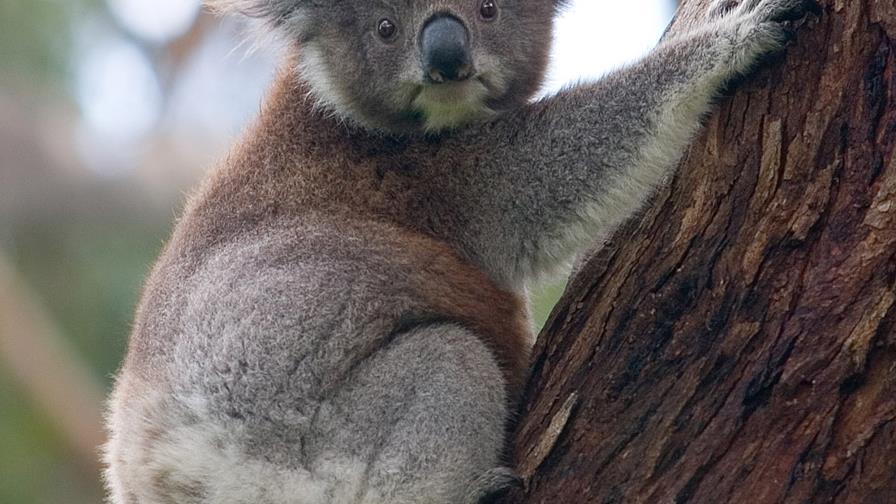 Logran secuenciar el genoma del koala, un paso enorme para preservarlo