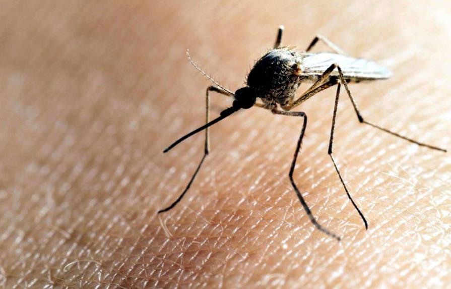 Una cura contra pulgas en mascotas podría prevenir zika y malaria en humanos