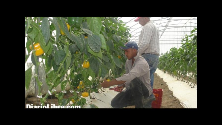 FAO: Producción agrícola y pesquera latinoamericana crecerá 17 % en una década