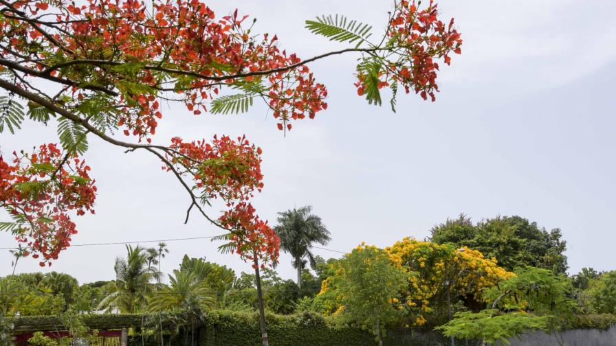 La ciudad se viste de rojo con los flamboyanes La ciudad se viste de rojo con los flamboyanes