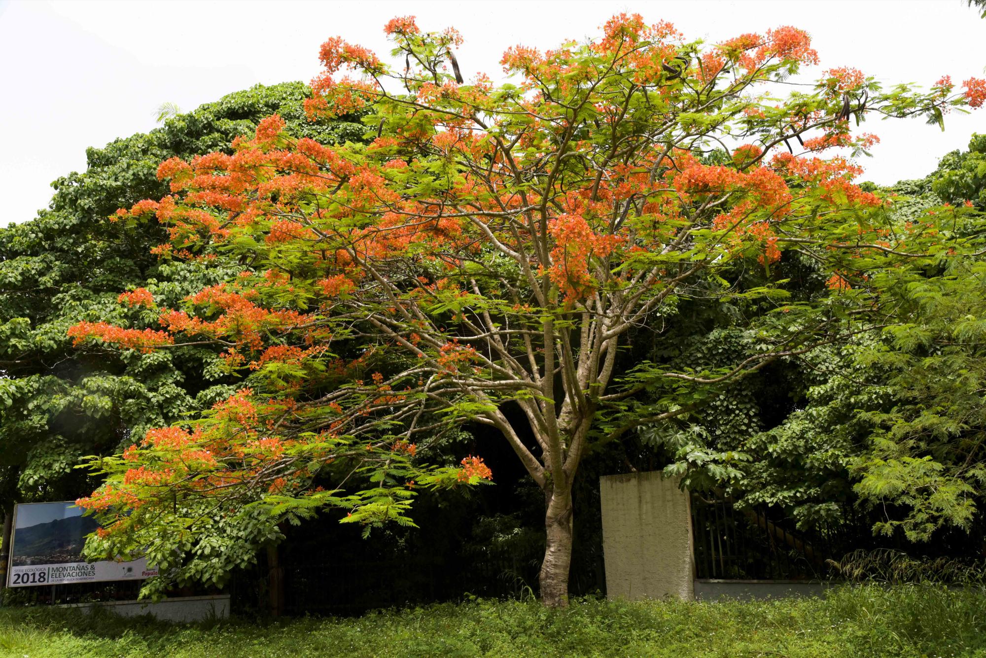Son comunes esos árboles en la ciudad. (Diario Libre/ José Justo Féliz)
