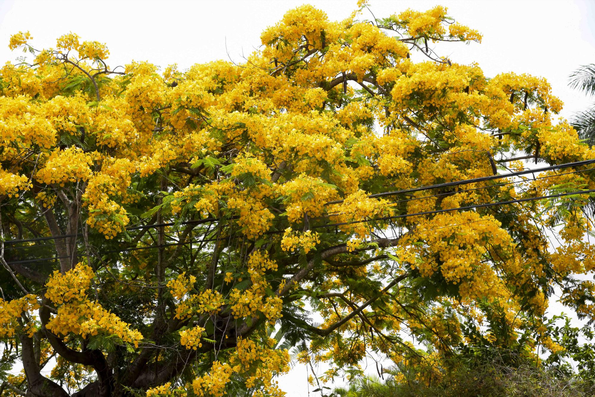 El no muy común flamboyán amarillo. (Diario Libre/ José Justo Féliz)