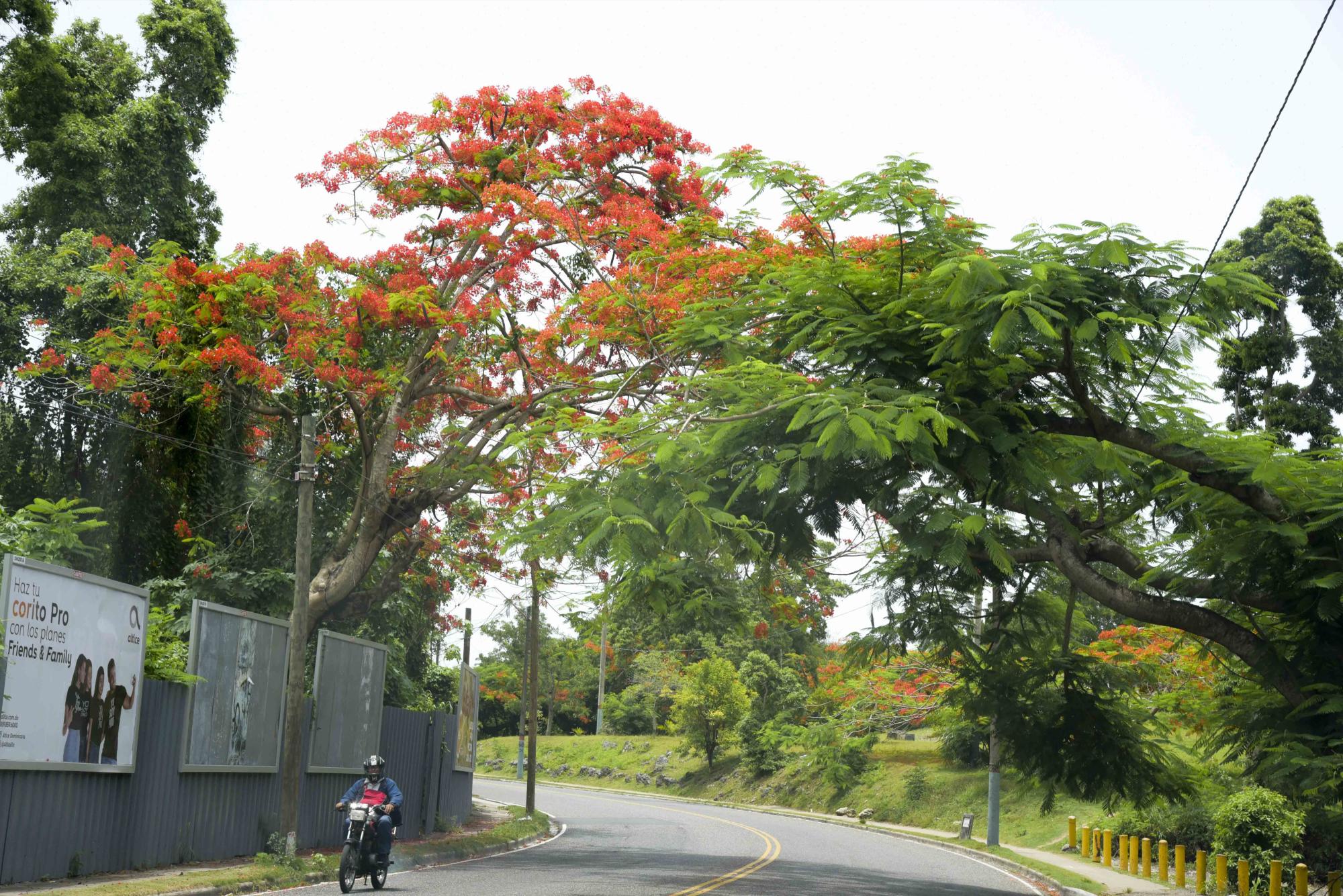 Este árbol puede crecer hasta 12 metros. (Diario Libre/ José Justo Féliz)